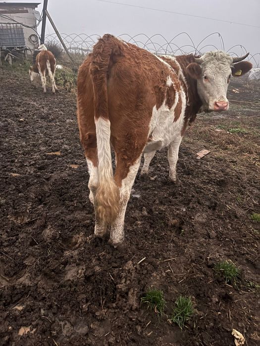 Vand junica gestanta