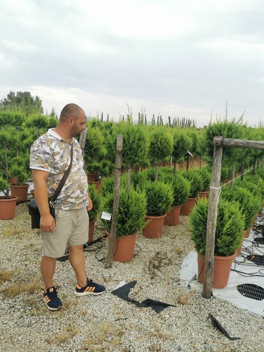 Vindem catalpa și diferite specii de plante ornamentale