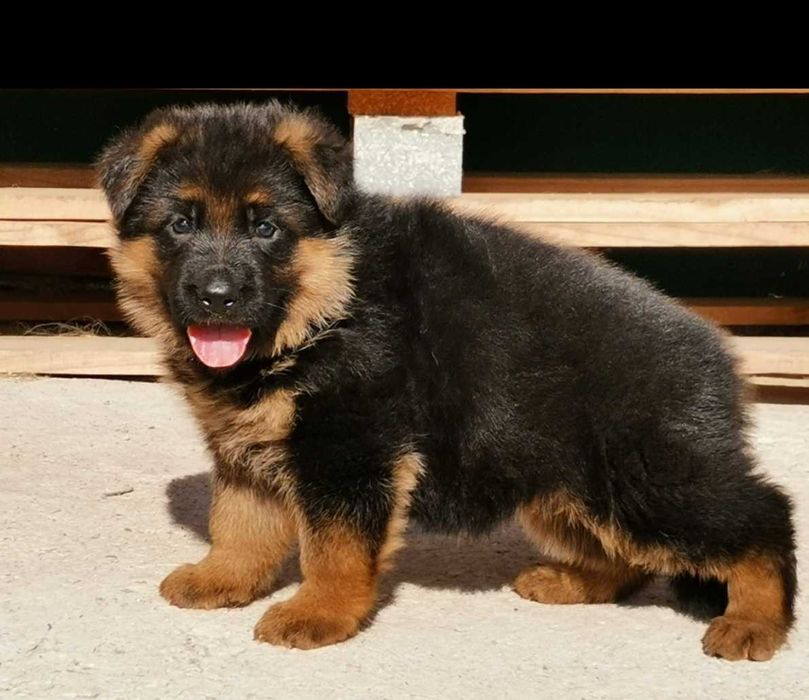 Немски овчарки с родословие.