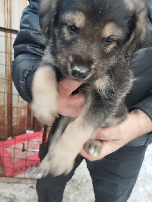 Щенки .22декабря месяц .