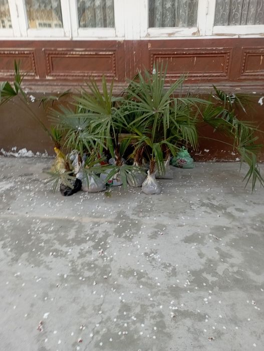 Палма дарахт ва кучатлари