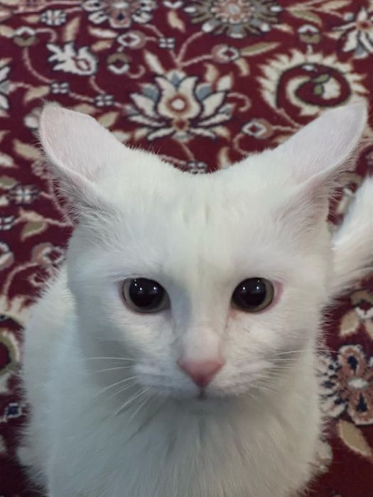 Кошечка, 2годика