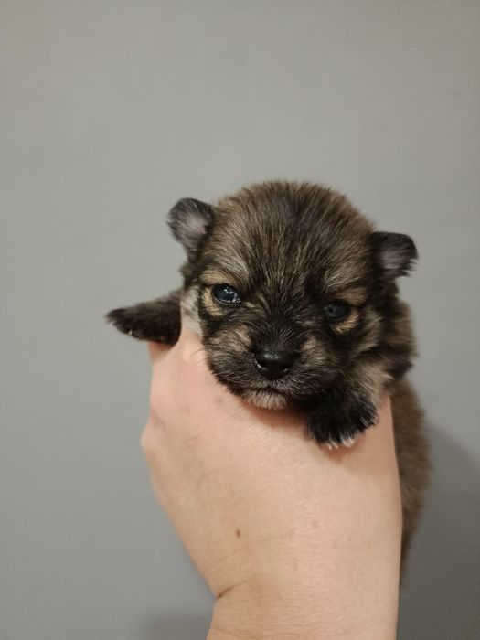 Щенки Породы Шпиц