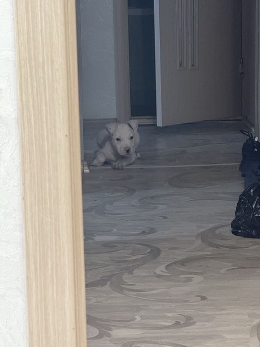 Питбуль 2 месяца