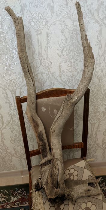 Продаются коряги для аквариума