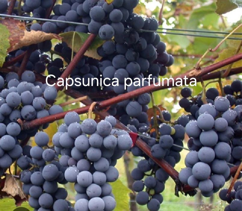 Butasi vita de vie anul 3