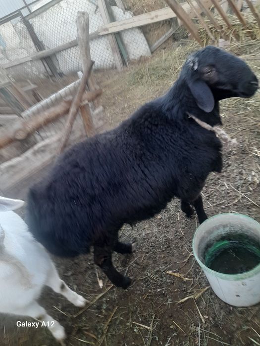 Гисар кошкар сатылады