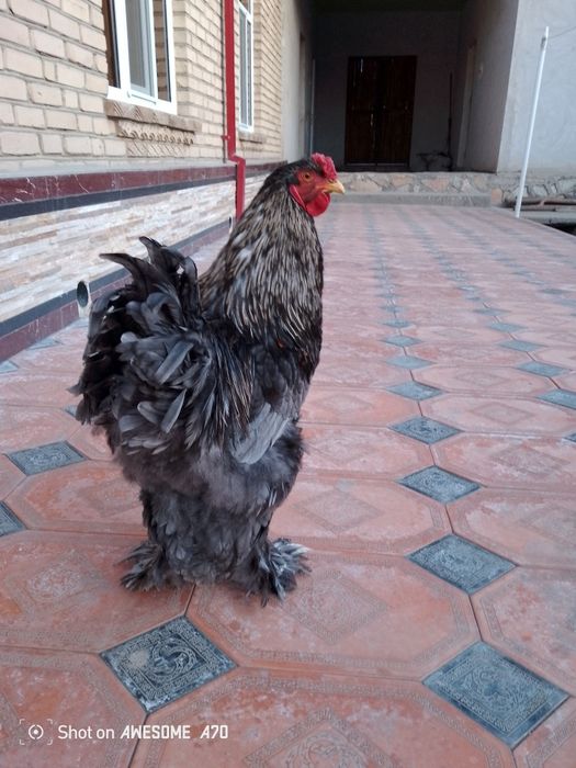 Брама хуроз сотилади