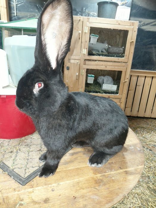 Mascul Urias German Negru