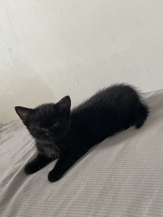 Котенок девочка, породистая