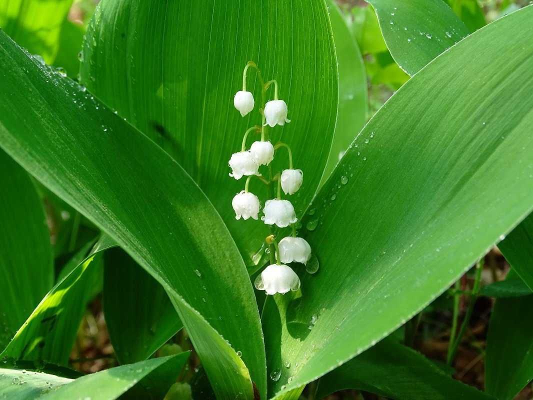 Покажи картинки растений. Ландыш Convallaria Majalis. Ландыш Майский (Convallaria Majalis l.). Ландыш горный Convallaria Montana. Ландыш грандифлора.