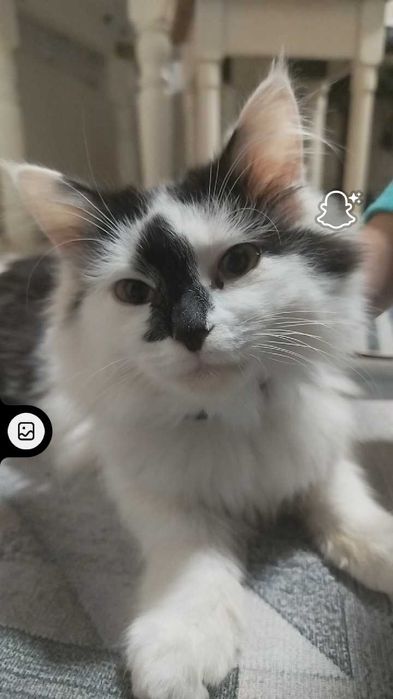 Кошка породистая