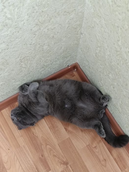 Кот для вязки британец