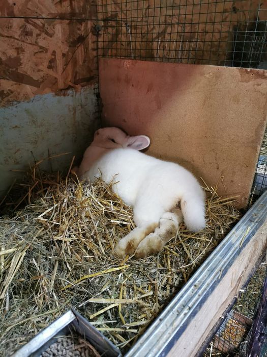 Alb ,Albastru Vienez si Burgunder