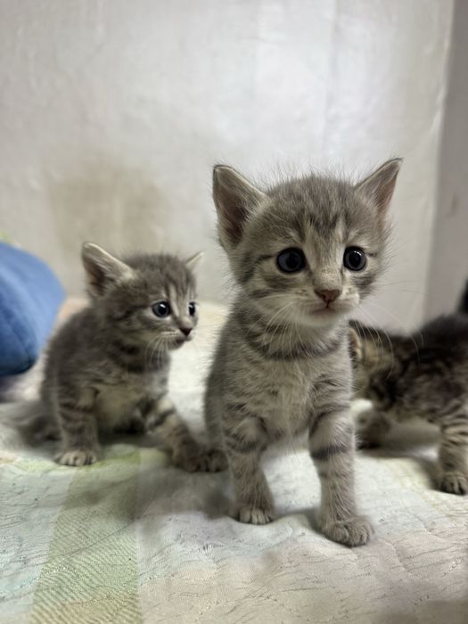 Отдам котят бесплатно. Срочно!