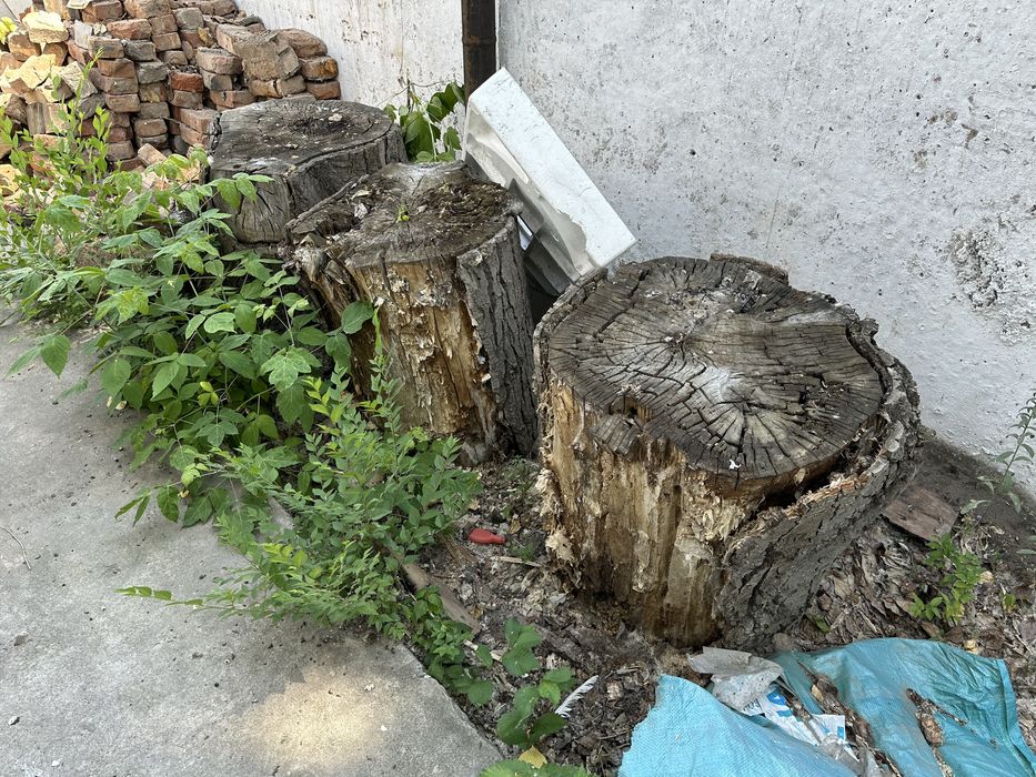 Отдам пеньки карагача
