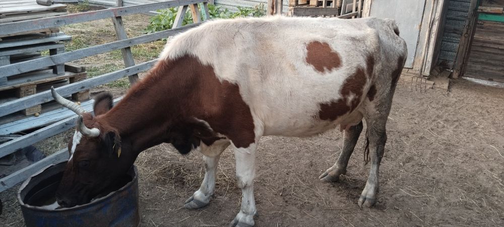 Продается КРС дойная