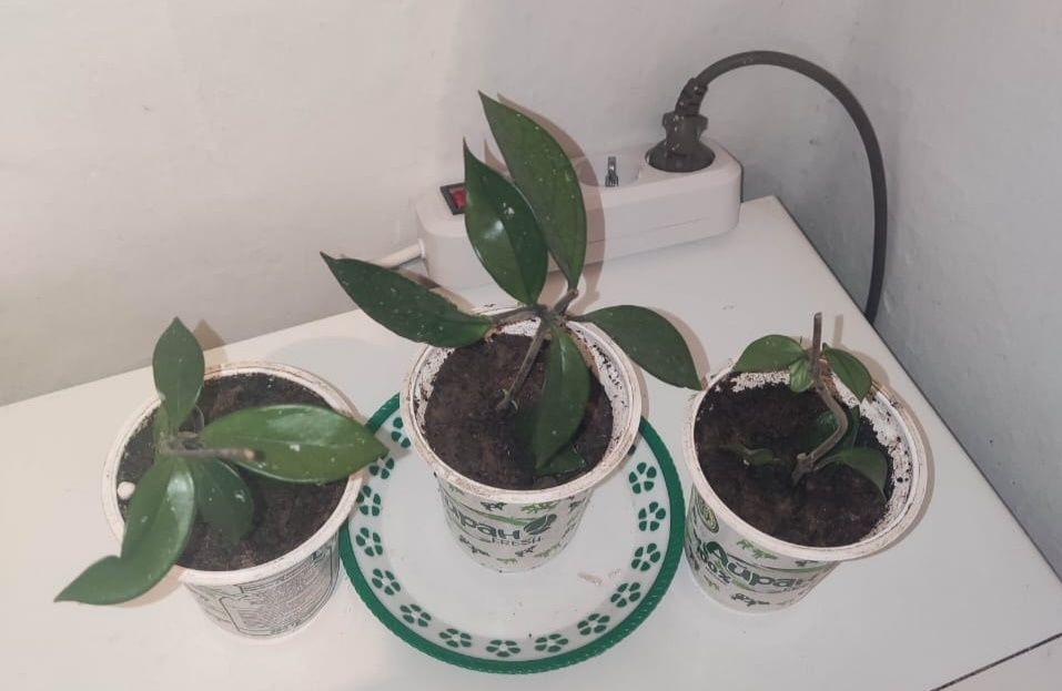 Молочай миля цветущий