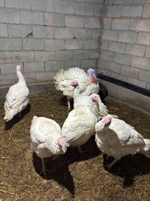 Индюк (Түйетауық)