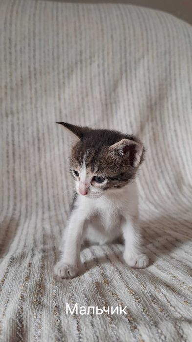 Отдам котят в добрые руки.