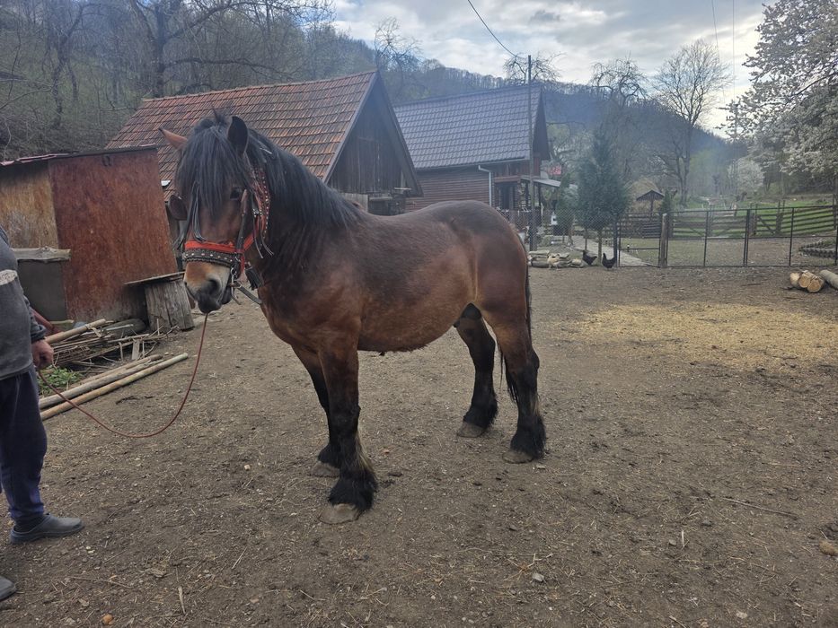 Vând armăsar sau de monta