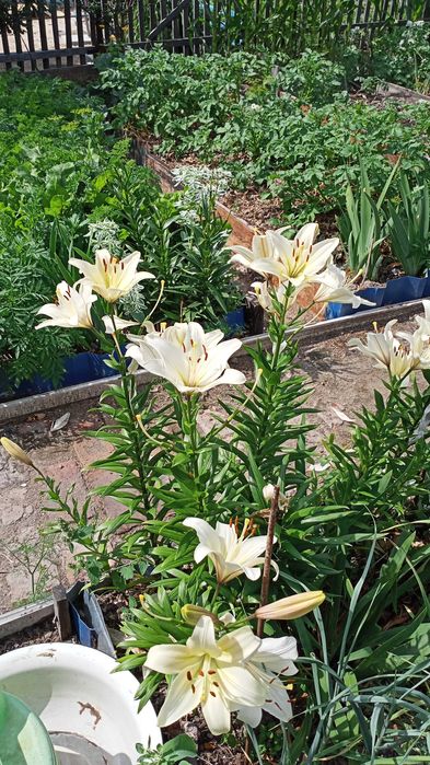 Продам дачу,общ. Романтик