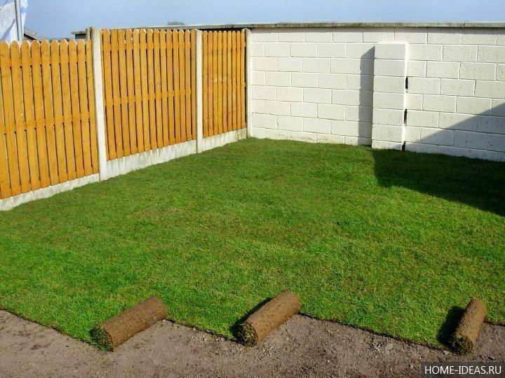 Поссев газона и Клевер