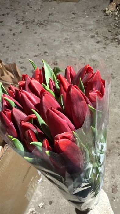 Тюльпаны Большие, Пионовидные