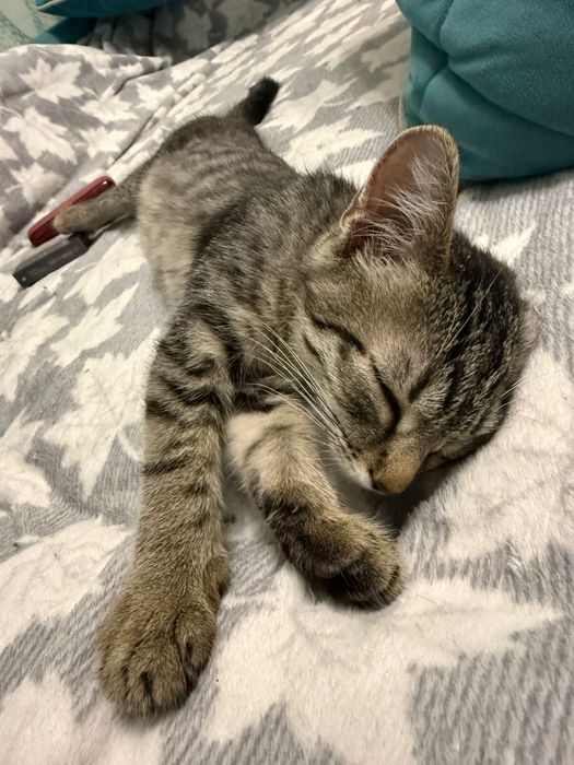 Котенок в добрые руки