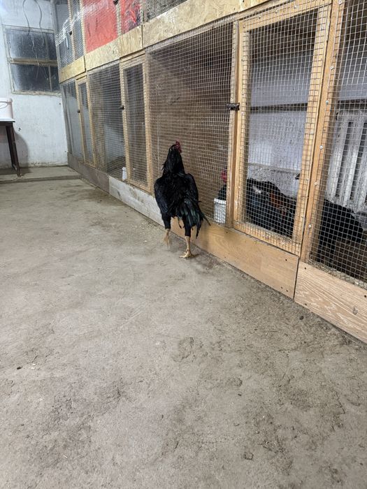 Бойцовый петух продается