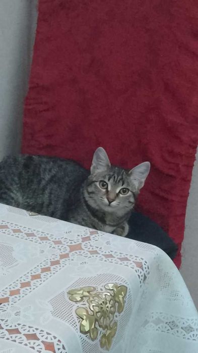 Отдам кошку девочку