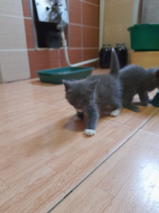 Отдам в добрые руки