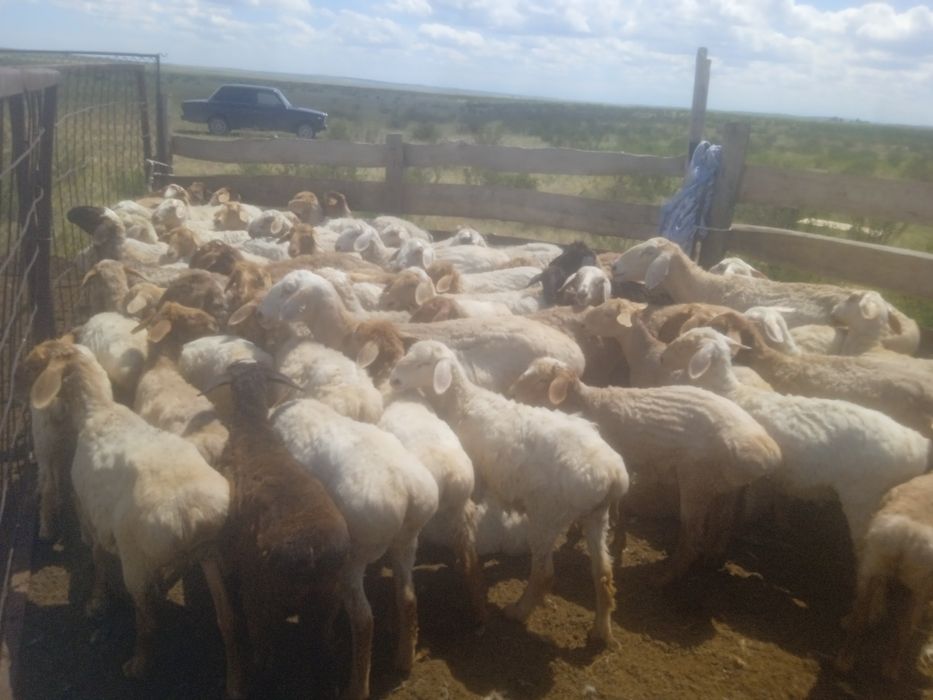 Бараны пароды Байыс