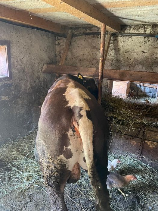 Vînd taur de 1 și 2 luni