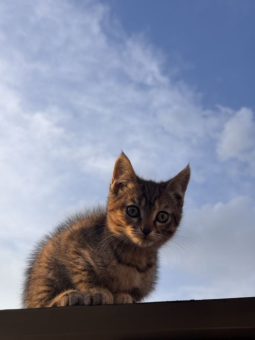 Отдам котенка в хорошие руки