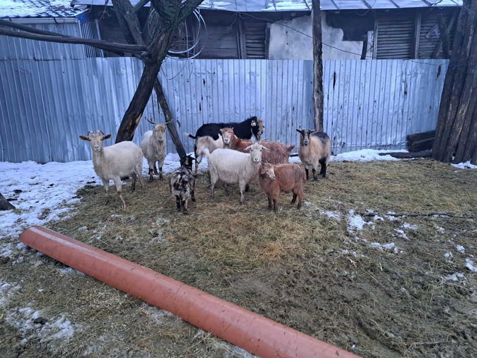 Vând 5 capre,2 țapi si 2 iedute.