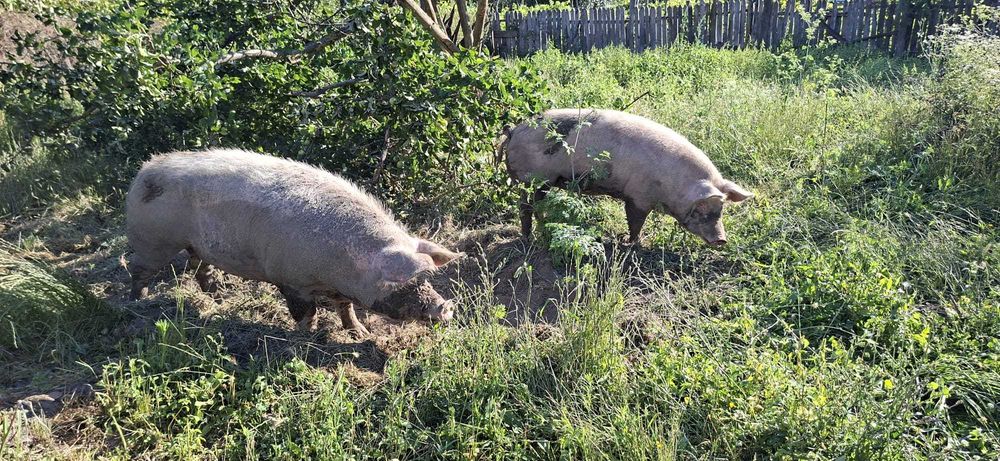 De vânzare Porci