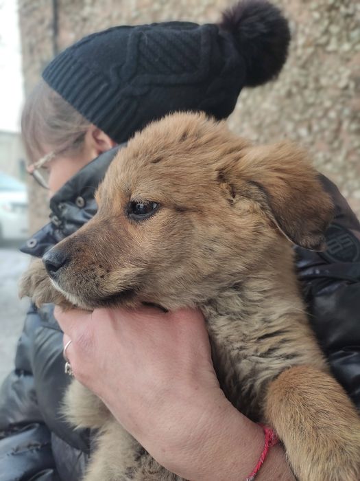 Мальчики в добрые руки