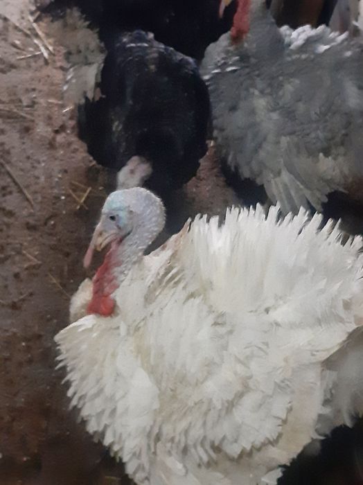 Curcani si curci  rasa mixta de casa