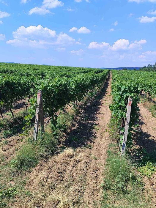 Продава се Земеделски имот в София, Челопечене -  кв.м за 2550 €/дка - Снимка #11