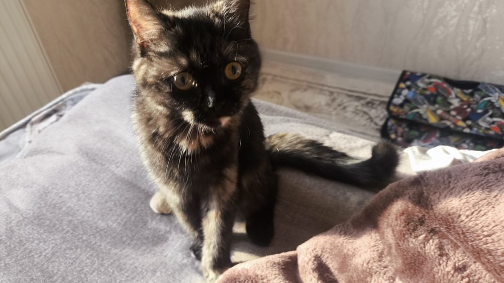 Кошка шатланская прямоухая