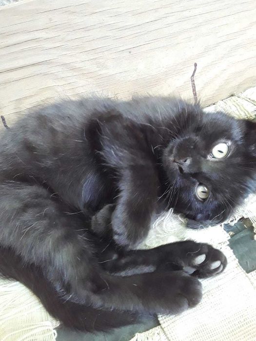 Отдам в хорошие руки котят