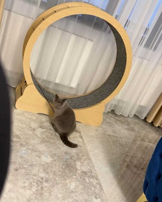 котешко голямо дървено колело играчка за тичане за котка като ново