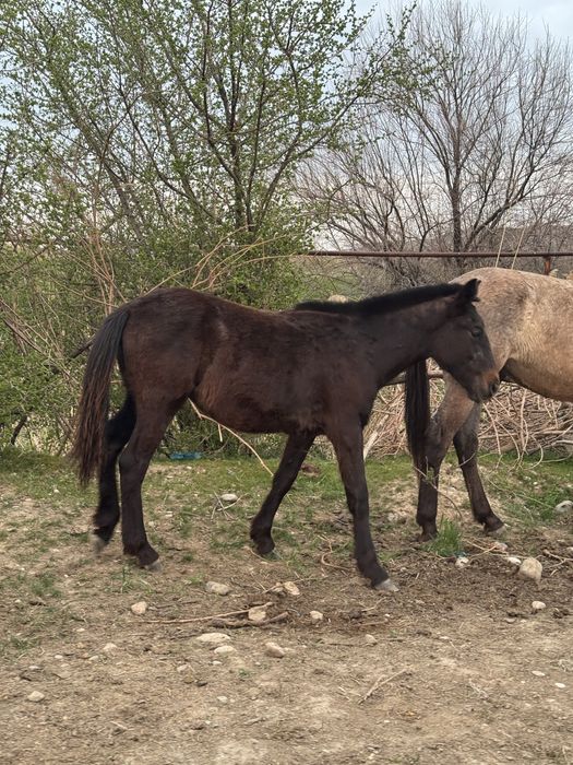 3 тай сатылады 1 жаста срочна