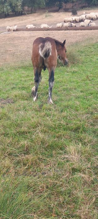 Mânz de vânzare din  cai grei de 4 luni.