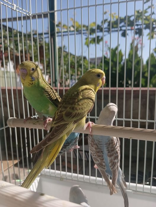 Волнистые попугаи .