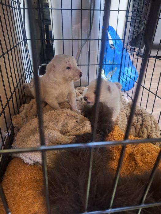 Отдам Щенят в Добрые Руки!