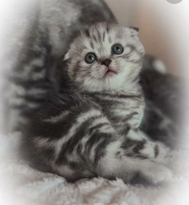 Продаются чистокровные котята