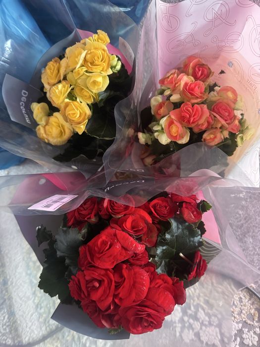 Бегонии 2000 тг