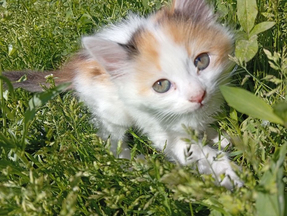 Бесплатно котята